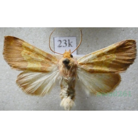 Tiliacea aurago (Denis & Schiffermüller, 1775) Ozimica złotawka Czech23k